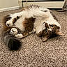cat, fluffy, carpet, indoor, pet, playful, fur, animal, relaxed, cute, tabby, white, brown, black, tail, paws, household, cozy, floor, curious