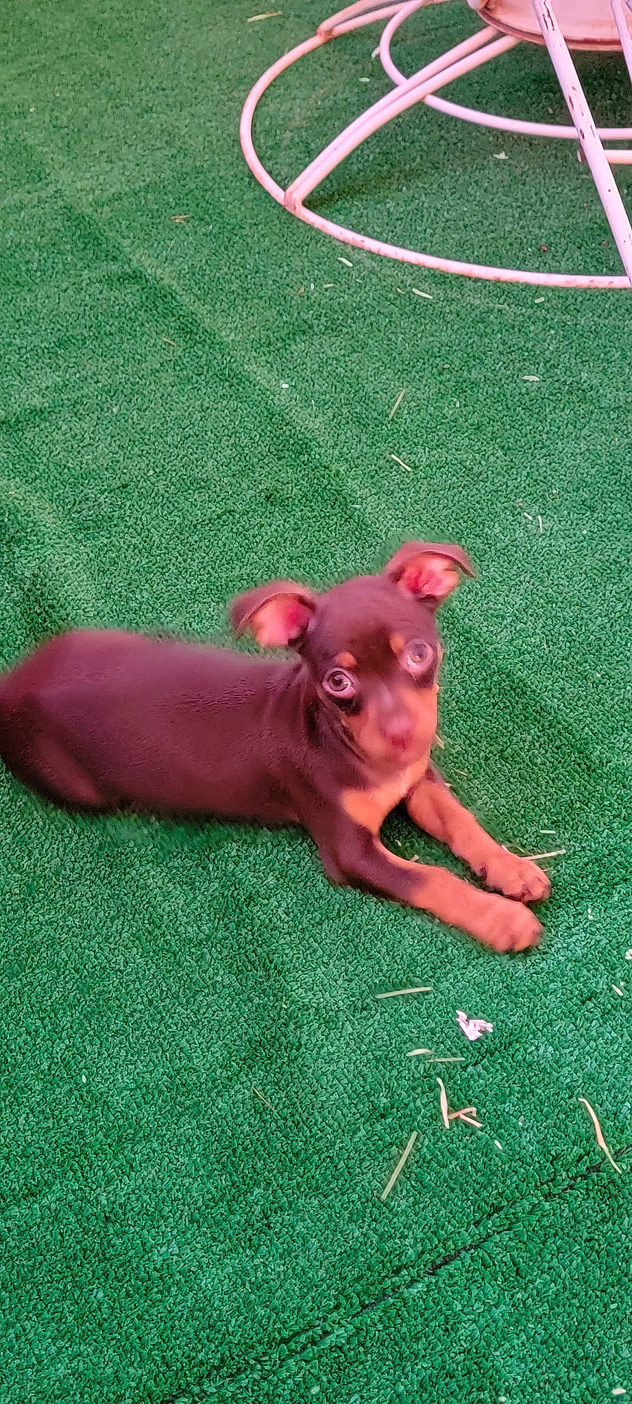 Cocoa joined the competition — help win amazing prizes! carnivore, companion_dog, dog, dog_breed, domestic_pig, fawn, grass, grassland, green, liver, magenta, snout, sporting_group, tail, terrestrial_animal, toy, toy_dog, whiskers, wood, working_animal