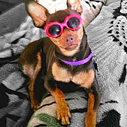 Bella joined the competition — help win amazing prizes! accessory, animal, blanket, brown_dog, canine, cozy, cute, dog, ears, funny, fur, home, indoor, pet, portrait, purple_collar, relaxed, resting, small_dog, sunglasses