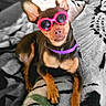 accessory, animal, blanket, brown_dog, canine, cozy, cute, dog, ears, funny, fur, home, indoor, pet, portrait, purple_collar, relaxed, resting, small_dog, sunglasses
