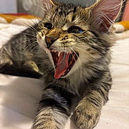 Michi Boek joined the competition — help win amazing prizes! animal, bed, cat, close_up, cute, feline, fur, indoor, kitten, mouth_open, paw, pet, playful, sleepy, stretching, tabby, teeth, tongue, whiskers, young