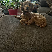 Tanner joined the competition — help win amazing prizes! dog, curly_hair, couch, indoor, plant, pot, window, furniture, living_room, pet, brown, collar, relaxed, cozy, houseplant, curtains, screen, table, decor, home