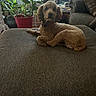 dog, curly_hair, couch, indoor, plant, pot, window, furniture, living_room, pet, brown, collar, relaxed, cozy, houseplant, curtains, screen, table, decor, home