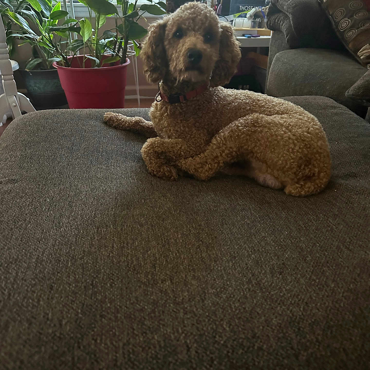 Tanner joined the competition — help win amazing prizes! dog, curly_hair, couch, indoor, plant, pot, window, furniture, living_room, pet, brown, collar, relaxed, cozy, houseplant, curtains, screen, table, decor, home
