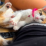 Maisy joined the competition — help win amazing prizes! cat, calico_cat, pet, animal, paw, collar, pink_collar, relaxing, couch, remote_control, indoor, fur, closeup, cute, sleepy, domestic_cat, person, lap, resting, home