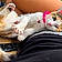 Maisy