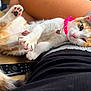 cat, calico_cat, pet, animal, paw, collar, pink_collar, relaxing, couch, remote_control, indoor, fur, closeup, cute, sleepy, domestic_cat, person, lap, resting, home