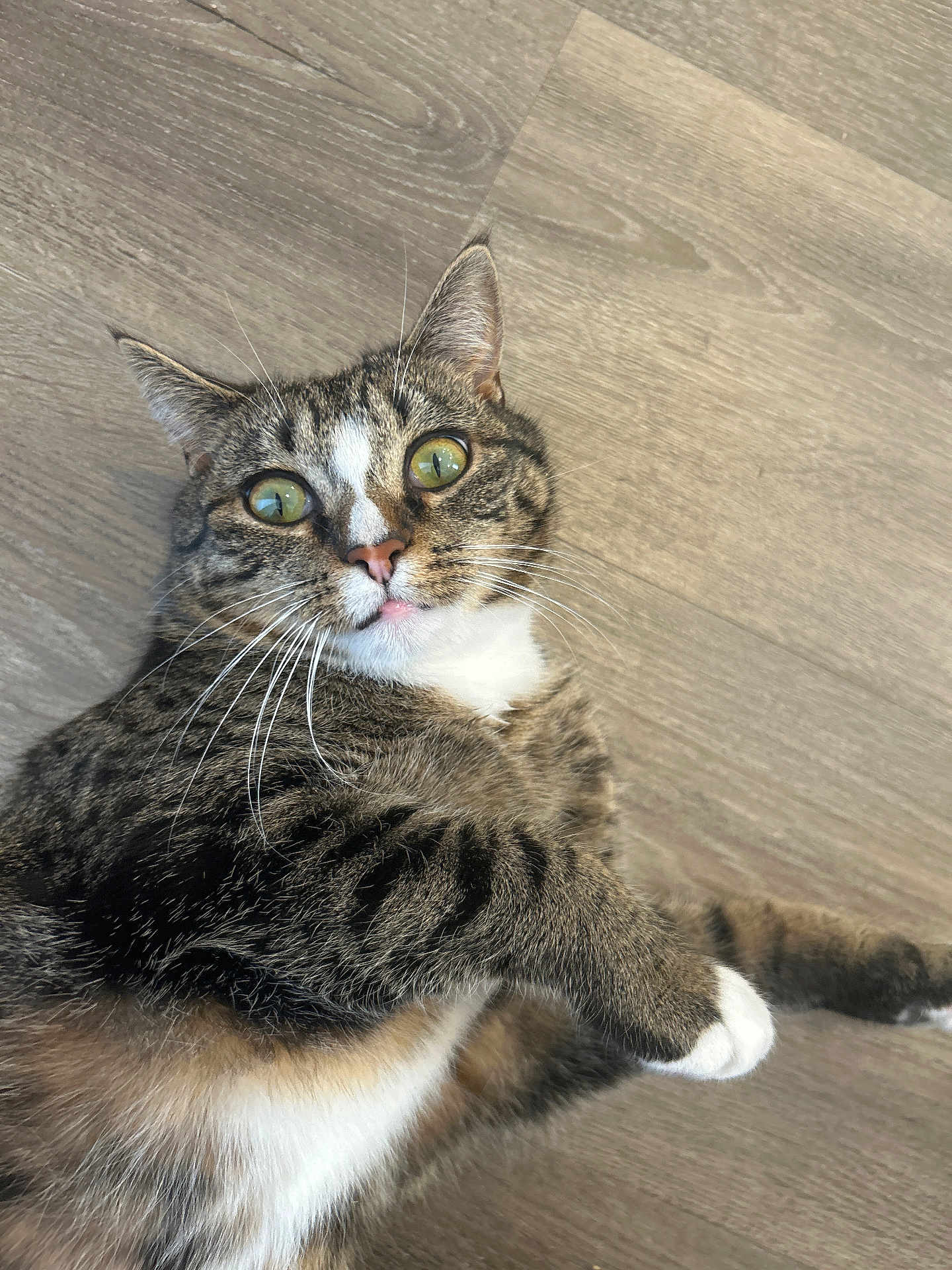 Nova joined the competition — help win amazing prizes! cat, tabby, green_eyes, whiskers, fur, floor, indoor, curious, pet, animal, mammal, paw, white_paw, closeup, looking, playful, relaxed, domestic_cat, cute, feline