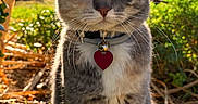Bella is registered to the contest to win money with this photo: cat, tabby, gray_cat, pet, animal, feline, portrait, close_up, outdoor, garden, plants, greenery, sunlight, collar, heart_tag, whiskers, yellow_eyes, sitting, fur, nature