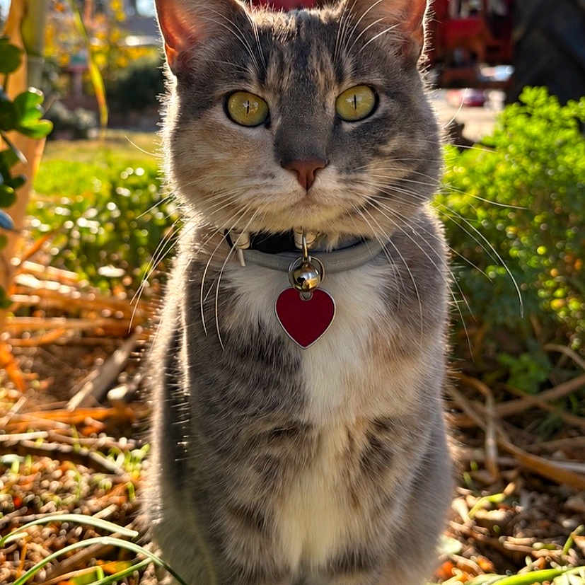 Bella is registered to the contest to win money with this photo: cat, tabby, gray_cat, pet, animal, feline, portrait, close_up, outdoor, garden, plants, greenery, sunlight, collar, heart_tag, whiskers, yellow_eyes, sitting, fur, nature