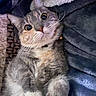 Bella is registered to the contest to win money with this photo: cat, calico_cat, pet, feline, fluffy, fur, whiskers, green_eyes, large_eyes, pink_nose, collar, indoors, blanket, couch, cozy, close_up, portrait, lying_down, cute, animal