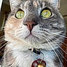 Bella is registered to the contest to win money with this photo: cat, close_up, portrait, green_eyes, whiskers, fur, gray_fur, white_fur, calico, animal, pet, collar, bell, tag, heart_tag, indoors, face, nose, ears, photography