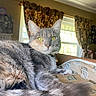 cat, cats, gray_cat, fluffy, fur, feline, pet, animal, whiskers, green_eyes, ears, nose, collar, bell, sitting, lying_down, indoors, home, window, curtains