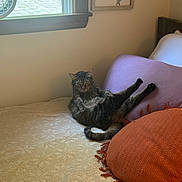Mae is registered to the contest to win money with this photo: cat, tabby, bed, pillow, purple_pillow, orange_pillow, window, sunlight, indoor, furniture, relaxed, pet, animal, cozy, resting, fur, whiskers, tail, cute, home