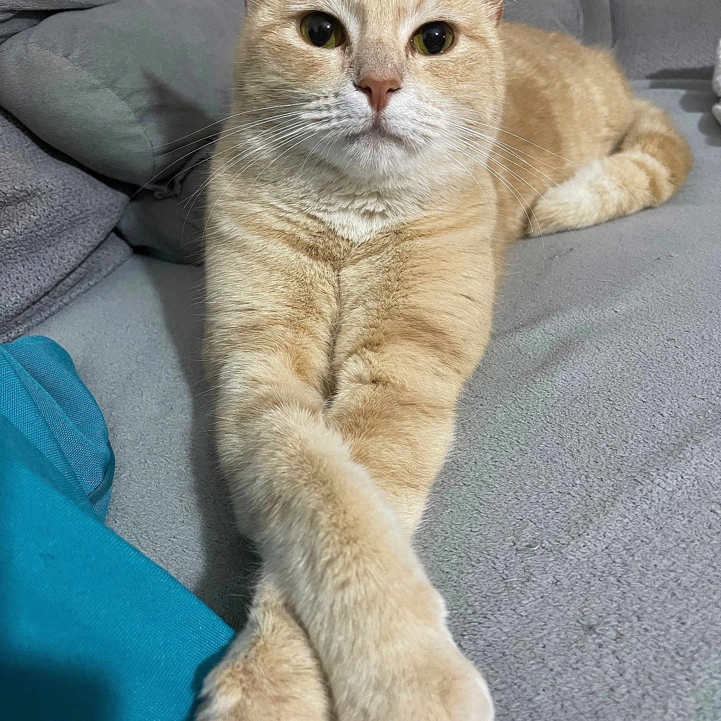 Naloush