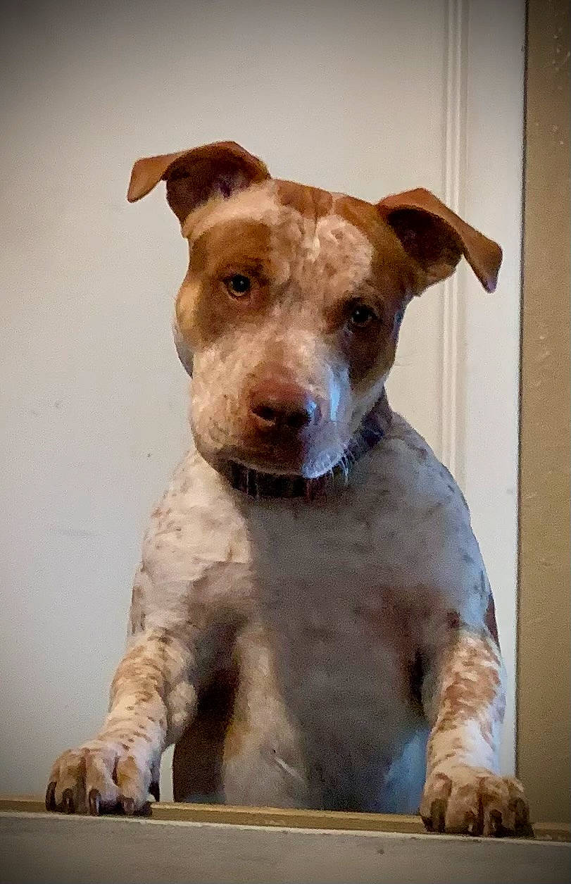 Bowtie joined the competition — help win amazing prizes! art, canidae, carnivore, companion_dog, dog, dog_breed, dog_collar, fawn, fur, liver, non_sporting_group, pet_supply, puppy, snout, sporting_group, street_dog, terrier, whiskers, wood, working_animal