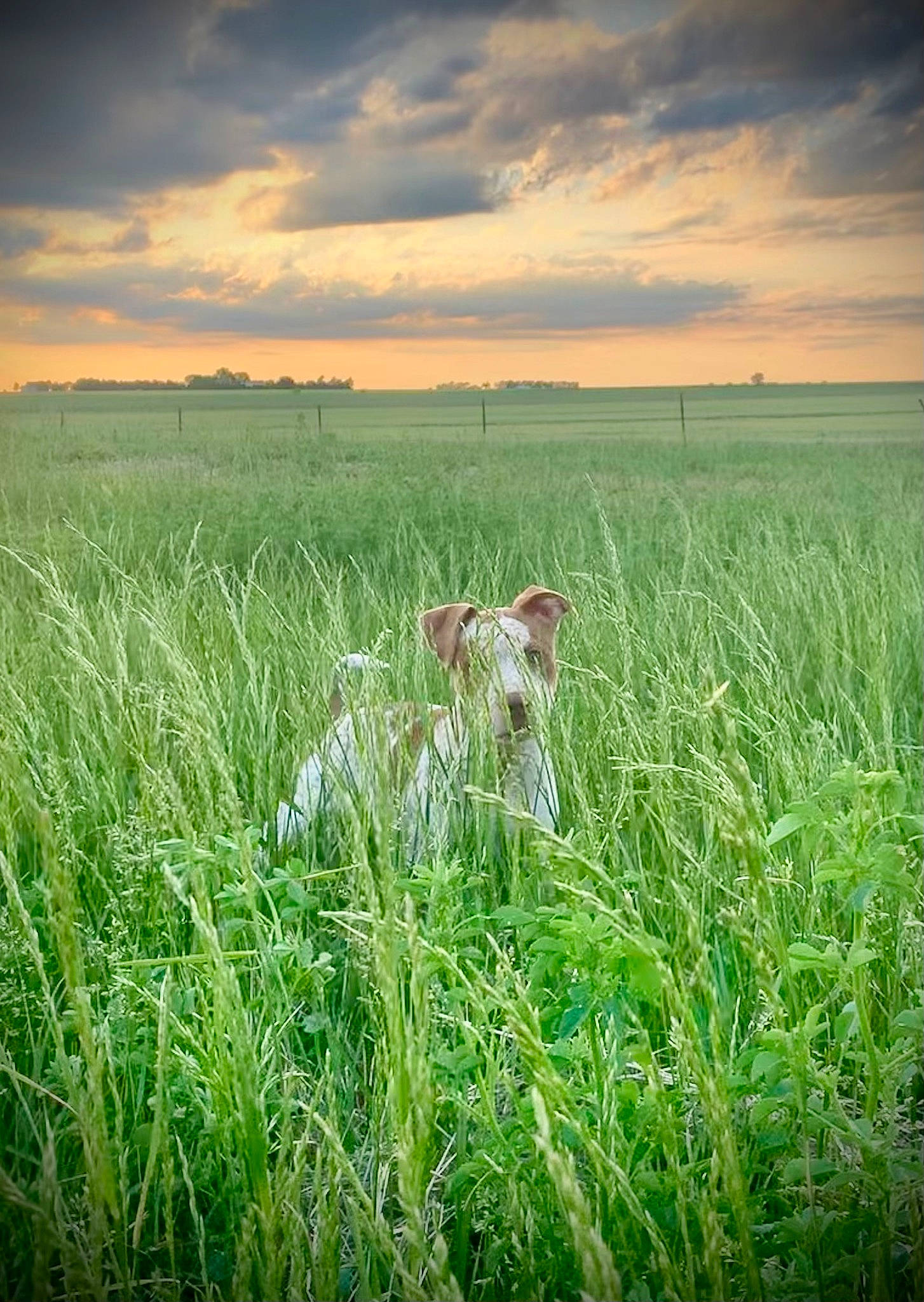 Bowtie is registered to the contest to win money with this photo: agriculture, carnivore, cloud, companion_dog, dog, dog_breed, grass, grass_family, grassland, horizon, landscape, meadow, natural_landscape, people_in_nature, plain, plant, prairie, sky, tree, wind