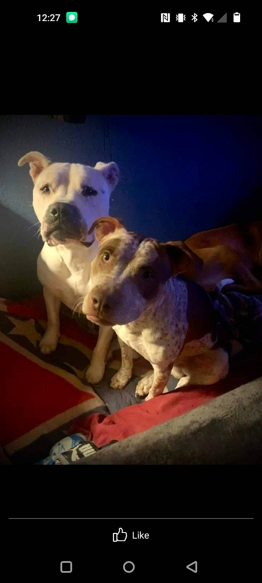 Bowtie is registered to the contest to win money with this photo: ancient_dog_breeds, canidae, carnivore, comfort, companion_dog, dog, dog_breed, electric_blue, fawn, non_sporting_group, paw, pet_supply, puppy, snout, sporting_group, terrestrial_animal, toy, toy_dog, whiskers