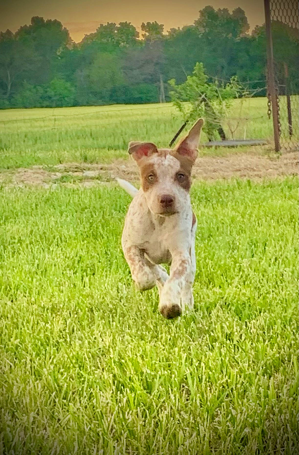 Bowtie joined the competition — help win amazing prizes! carnivore, companion_dog, dog, dog_breed, fawn, gesture, grass, grassland, happy, landscape, livestock, meadow, pasture, people_in_nature, plant, sky, snout, sporting_group, tree, working_animal