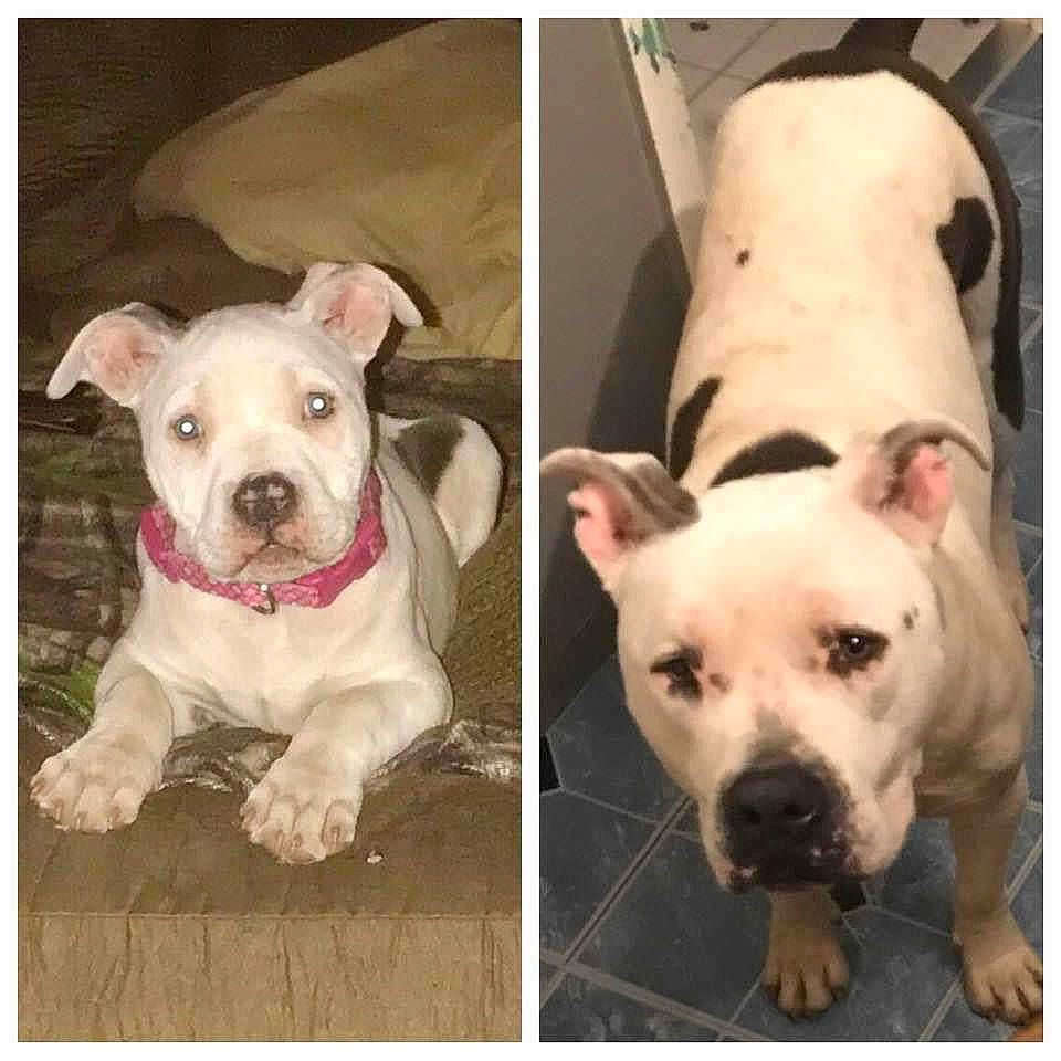 Mickie joined the competition — help win amazing prizes! canidae, carnivore, collar, companion_dog, dog, dog_breed, dog_collar, dog_supply, fawn, fur, pattern, paw, pet_supply, photograph, snout, sporting_group, terrestrial_animal, whiskers, white, working_animal