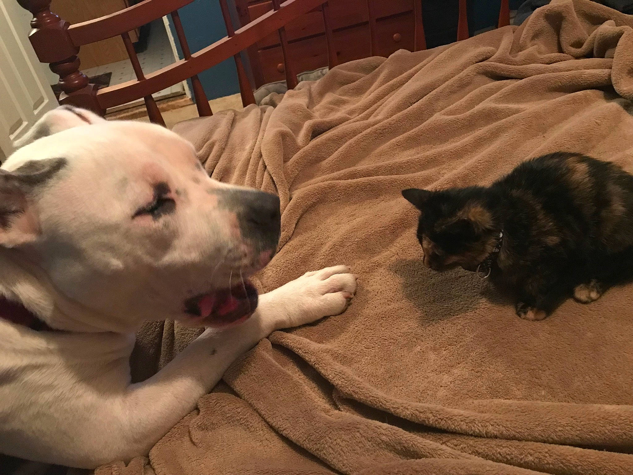 Mickie joined the competition — help win amazing prizes! black_cat, bombay, canidae, carnivore, cat, comfort, companion_dog, dog, dog_breed, domestic_short_haired_cat, fawn, felidae, fur, livestock_guardian_dog, small_to_medium_sized_cats, snout, sporting_group, tail, whiskers, working_animal