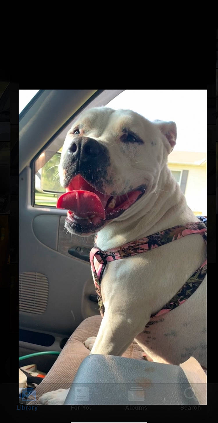 Mickie joined the competition — help win amazing prizes! canidae, carnivore, collar, companion_dog, dog, dog_breed, dog_collar, fawn, giant_dog_breed, guard_dog, leash, pet_supply, snout, sporting_group, vehicle, whiskers, window, windshield, working_animal, working_dog