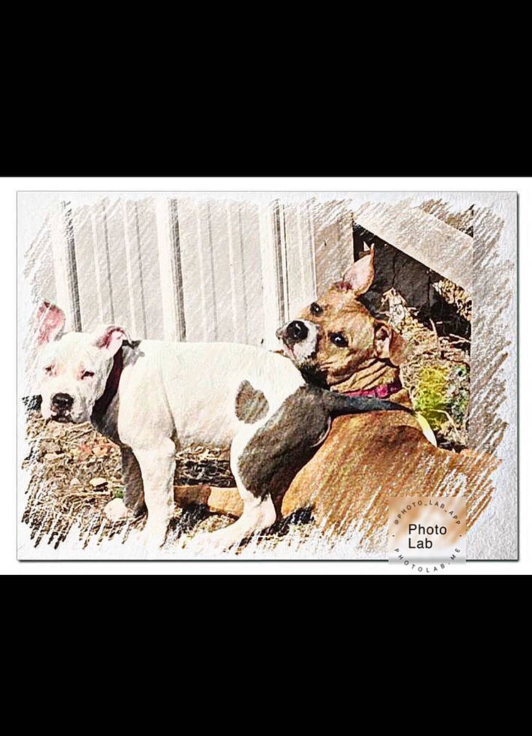 Mickie joined the competition — help win amazing prizes! ancient_dog_breeds, art, carnivore, collar, companion_dog, dog, dog_breed, dog_clothes, dog_collar, dog_supply, font, illustration, leash, livestock, painting, photo_caption, recipe, rectangle, toy_dog, working_animal