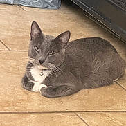 Shadow is registered to the contest to win money with this photo: cat, gray_cat, white_paws, indoor, tiled_floor, pet, animal, feline, collar, bell, resting, lying_down, cute, whiskers, ears, fur, looking_at_camera, domestic_cat, floor, relaxed