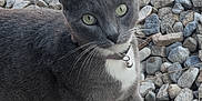 Shadow is registered to the contest to win money with this photo: cat, gray_cat, white_paws, green_eyes, collar, bell, pet, animal, outdoor, rocks, curious, alert, whiskers, wood_surface, feline, mammal, closeup, portrait, nature, domestic_cat