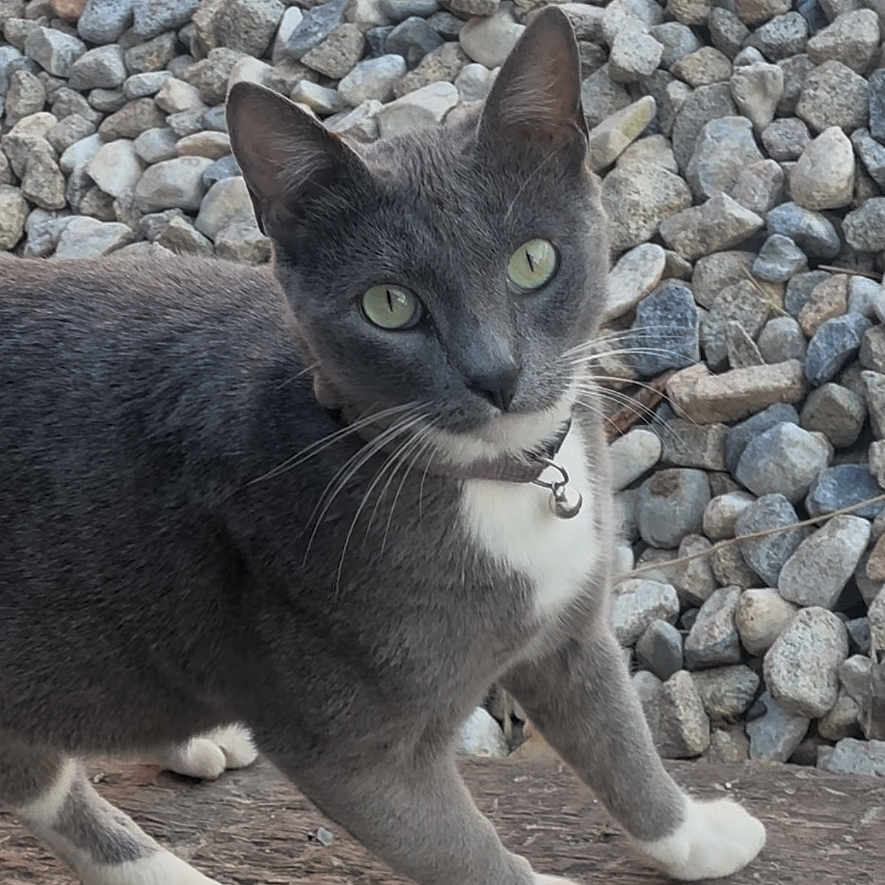 Shadow is registered to the contest to win money with this photo: alert, animal, bell, cat, closeup, collar, curious, domestic_cat, feline, gray_cat, green_eyes, mammal, nature, outdoor, pet, portrait, rocks, whiskers, white_paws, wood_surface