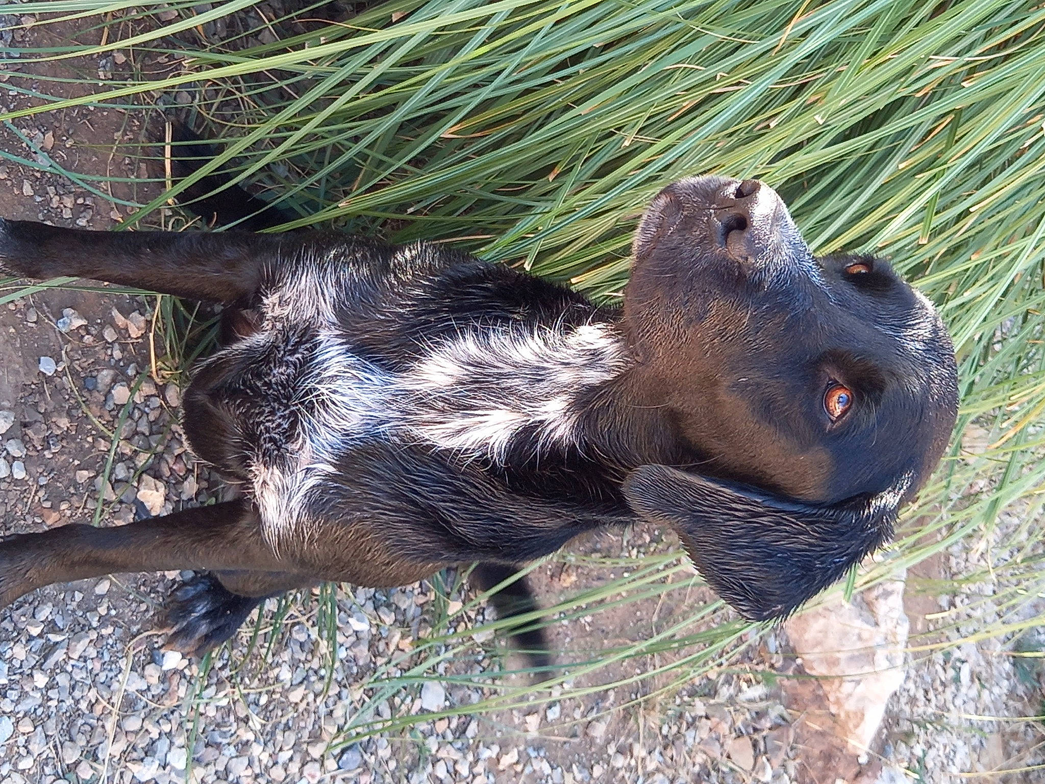 Mambo a rejoint le concours — aidez-le/la à gagner de superbes lots ! amphibian, boar, carnivore, claw, dog_breed, fur, grass, iguania, mustelidae, otter, peccary, plant, reptile, rodent, scaled_reptile, snout, tail, terrestrial_animal, varanidae, whiskers