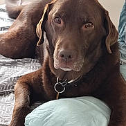 Newton participe au concours pour gagner de l'argent avec cette photo : dog, chocolate_lab, brown_fur, pet, canine, lying_down, bed, pillow, collar, indoors, portrait, closeup, face, eyes, nose, floppy_ears, relaxed, sleepy, bedding, home
