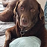 dog, chocolate_lab, brown_fur, pet, canine, lying_down, bed, pillow, collar, indoors, portrait, closeup, face, eyes, nose, floppy_ears, relaxed, sleepy, bedding, home