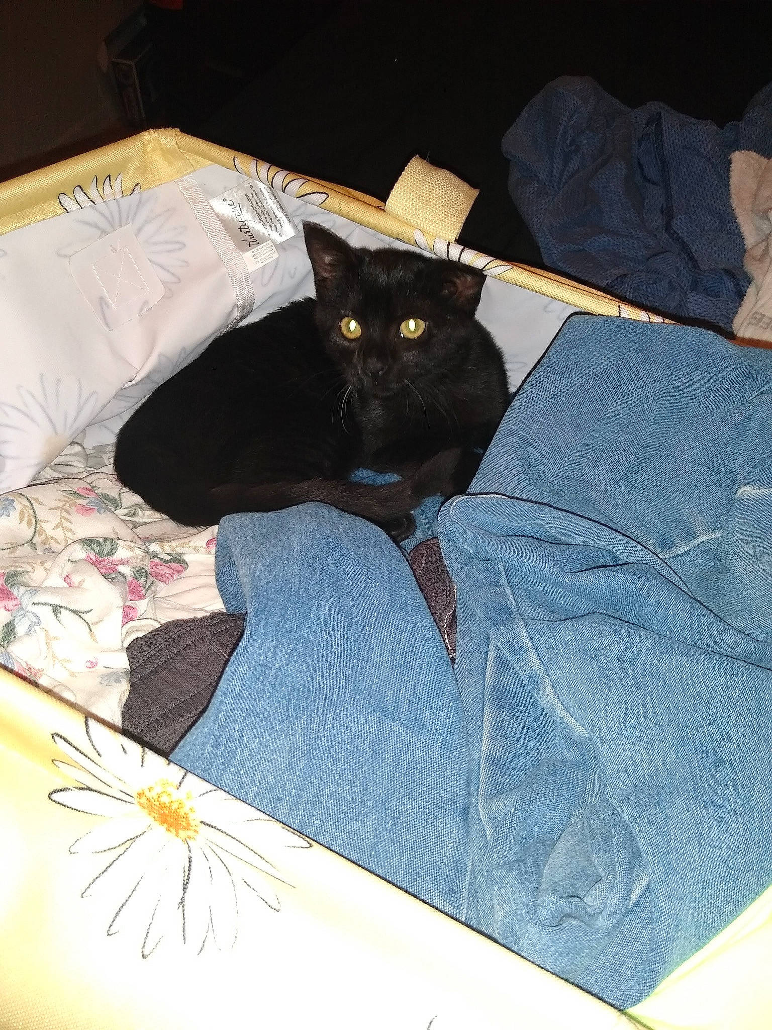 Sunrise joined the competition — help win amazing prizes! art, bag, bed, bedding, bedroom, black_cat, bombay, carnivore, cat, comfort, domestic_short_haired_cat, felidae, grey, linens, luggage_and_bags, pillow, room, small_to_medium_sized_cats, tail, whiskers