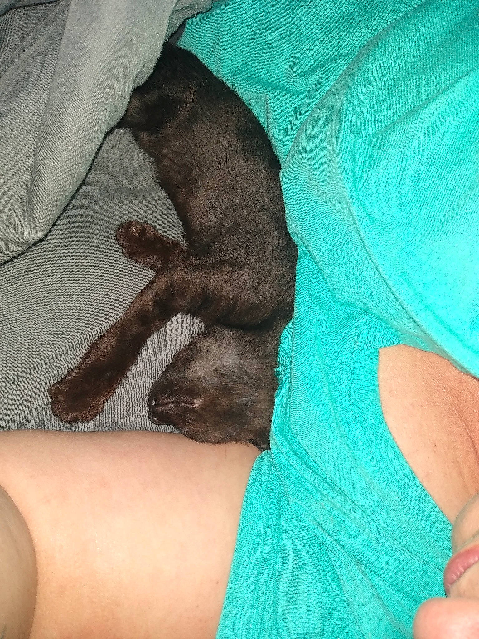 Sunrise is registered to the contest to win money with this photo: carnivore, comfort, companion_dog, dog, dog_breed, elbow, electric_blue, fawn, finger, foot, gesture, hand, human_leg, joint, knee, leg, linens, nail, thigh, wrist