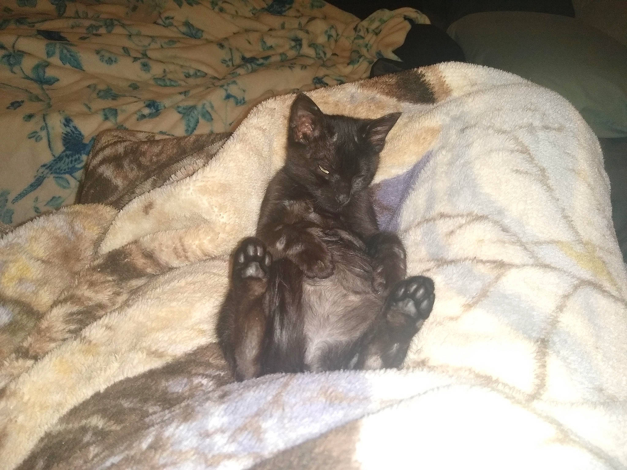 Sunrise joined the competition — help win amazing prizes! bed, black_cat, bombay, carnivore, cat, claw, comfort, couch, domestic_short_haired_cat, felidae, fur, grey, linens, liver, paw, room, small_to_medium_sized_cats, tail, terrestrial_animal, whiskers