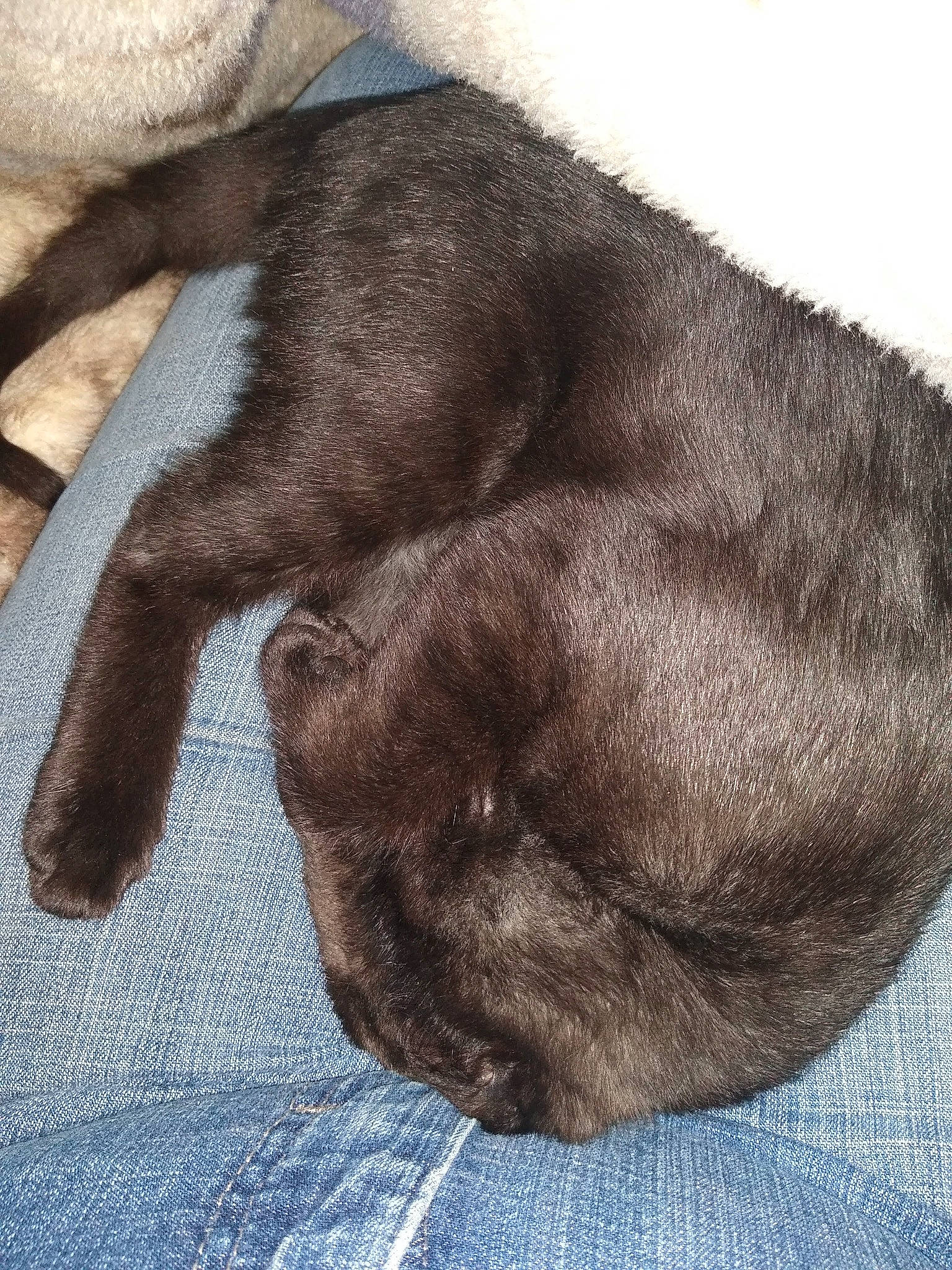 Sunrise joined the competition — help win amazing prizes! brown, carnivore, comfort, companion_dog, dog, dog_breed, electric_blue, fawn, foot, fur, human_leg, linens, liver, nap, natural_material, snout, sporting_group, tail, terrestrial_animal, working_animal