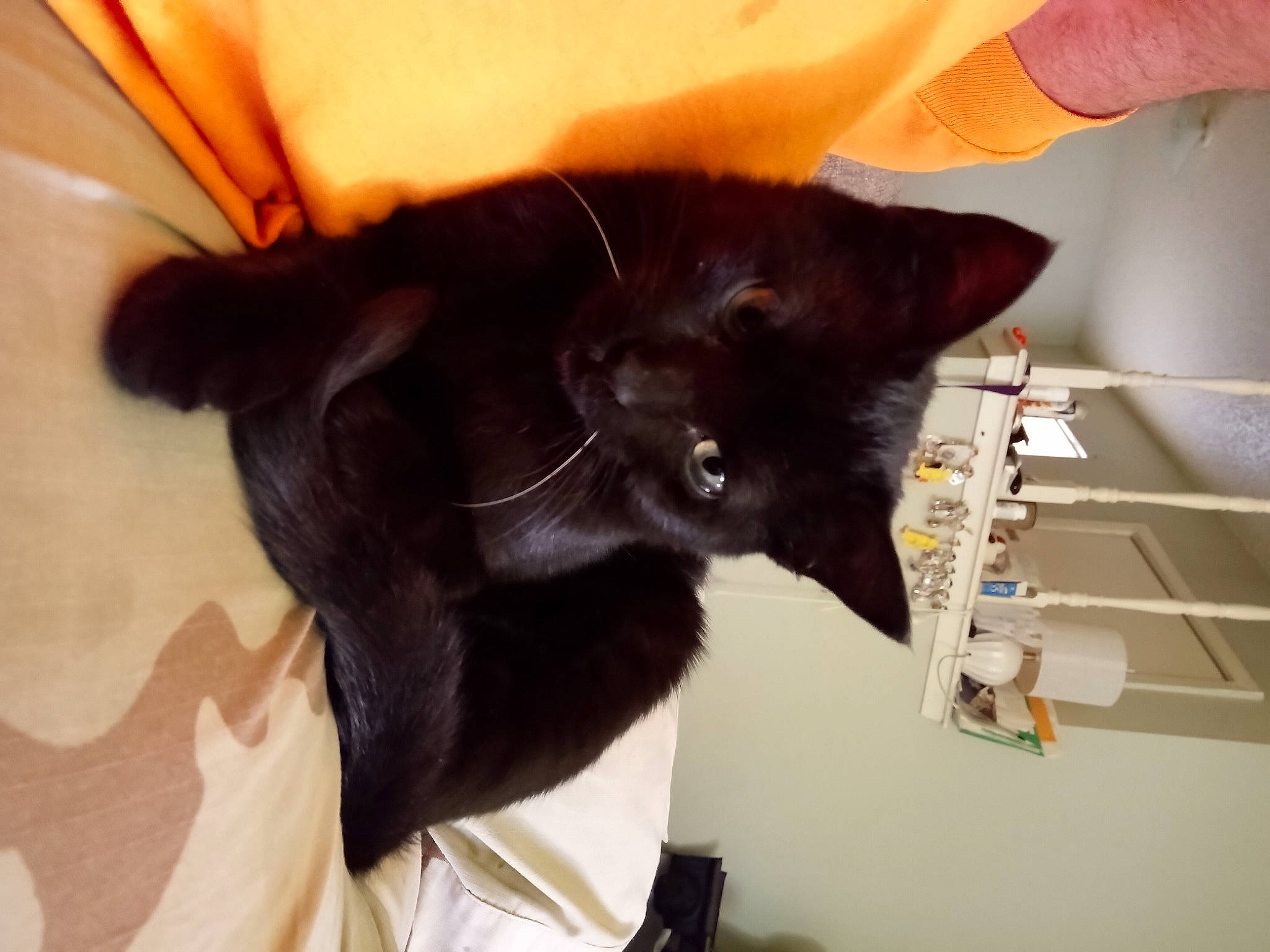 Sunrise is registered to the contest to win money with this photo: black_cat, bombay, carnivore, cat, claw, comfort, domestic_short_haired_cat, ear, felidae, fur, gesture, havana_brown, paper_product, small_to_medium_sized_cats, tail, whiskers