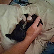 Penelope is registered to the contest to win money with this photo: kitten, cat, black_and_white, animal, pet, cuddling, human_hand, human_arm, pillow, bedding, bed, indoors, sleeping, cozy, soft, closeup, low_light, home, relaxing, cute