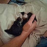 kitten, cat, black_and_white, animal, pet, cuddling, human_hand, human_arm, pillow, bedding, bed, indoors, sleeping, cozy, soft, closeup, low_light, home, relaxing, cute