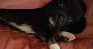 Penelope joined the competition — help win amazing prizes! cat, black_and_white, tuxedo_cat, pet, feline, animal, white_paws, lying_down, relaxed, indoors, blanket, red_blanket, close_up, portrait, upside_down, green_eyes, whiskers, fur, sleeping_area, cozy
