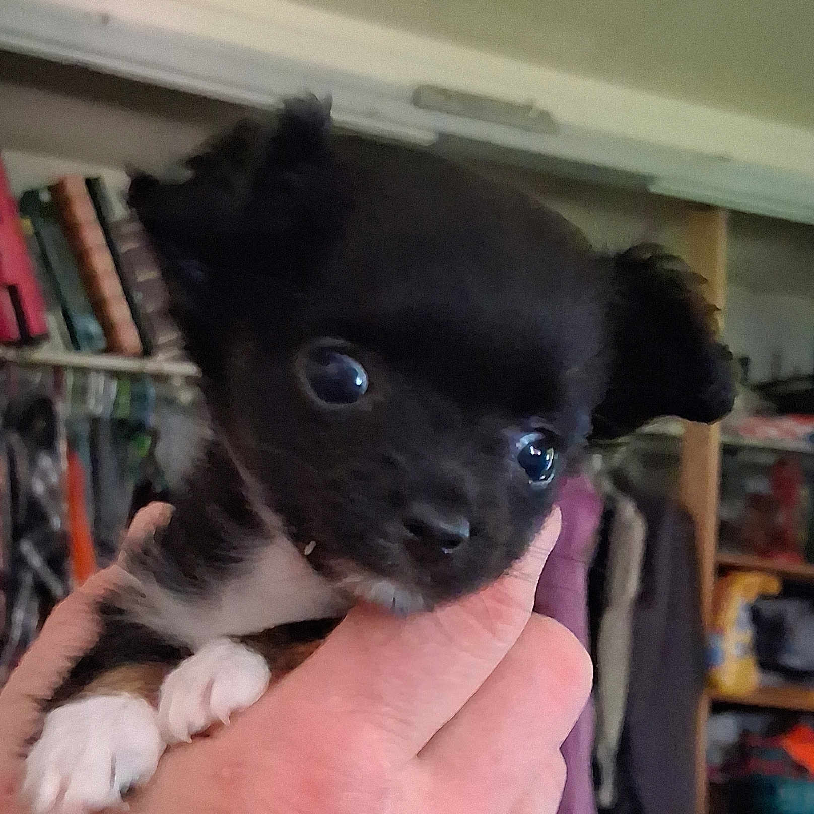 Penelope