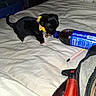 Penelope is registered to the contest to win money with this photo: puppy, dog, black_and_tan, yellow_bow, collar, bell, bed, bedroom, blanket, soda_bottle, plastic_bottle, lighter, makeup_brush, household_items, indoors, black_fur, small_dog, standing, cute, photograph