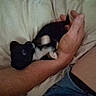 Penelope joined the competition — help win amazing prizes! kitten, cat, black_and_white, pet, animal, cuddling, arms, person, bed, pillow, indoors, bedroom, cozy, sleeping, lying_down, fur, whiskers, eyes, tattoo, candid