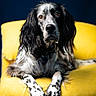 Rory participe au concours pour gagner de l'argent avec cette photo : dog, black_and_white, long_fur, spotted_paws, yellow_chair, indoor, portrait, pet, animal, relaxed, seated, furniture, home, close_up, looking_at_camera, ears_down, long_ears, fluffy, spot_pattern, calm
