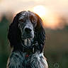 Rory participe au concours pour gagner de l'argent avec cette photo : dog, sunset, outdoor, portrait, animal, pet, fur, collar, nature, evening, serene, long_hair, close_up, muzzle, cute, looking_at_camera, canine, fluffy, peaceful, background_blur