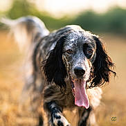 Rory a rejoint le concours — aidez-le/la à gagner de superbes lots ! dog, animal, outdoor, field, grass, tongue, running, spotted, ears, pet, nature, canine, muzzle, fur, portrait, daylight, happy, active, closeup, walking