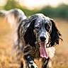 dog, animal, outdoor, field, grass, tongue, running, spotted, ears, pet, nature, canine, muzzle, fur, portrait, daylight, happy, active, closeup, walking