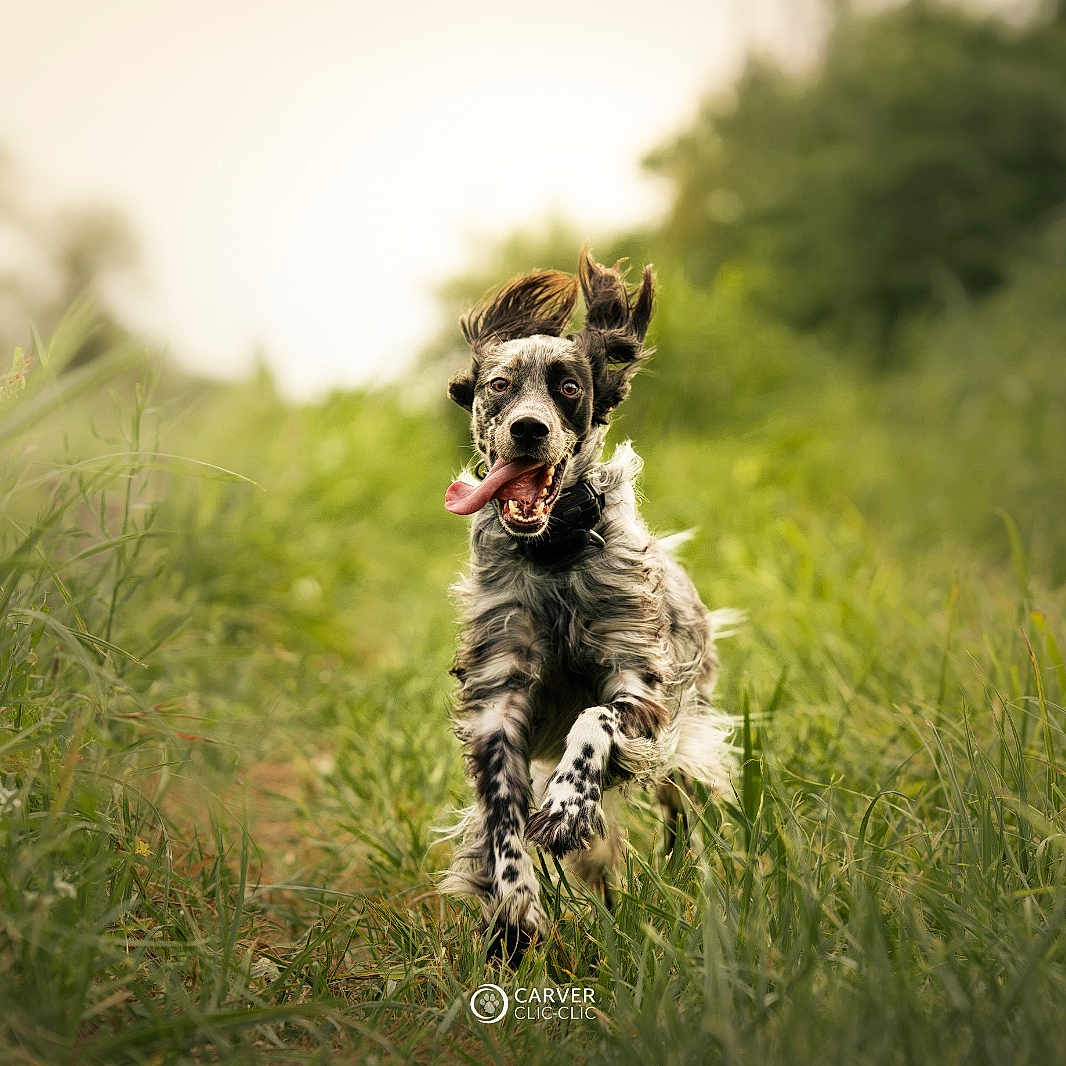 Rory participe au concours pour gagner de l'argent avec cette photo : dog, running, grass, outdoor, happy, tongue_out, ears_flapping, nature, field, motion, pet, animal, playful, energetic, fur, summer, path, greenery, daylight, canine