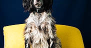 Rory a rejoint le concours — aidez-le/la à gagner de superbes lots ! dog, black_and_white, sitting, yellow_cushion, blue_background, fur, pet, portrait, indoors, collar, animal, long_hair, spot_pattern, looking_at_camera, furniture, comfortable, domestic, cute, alert, studio